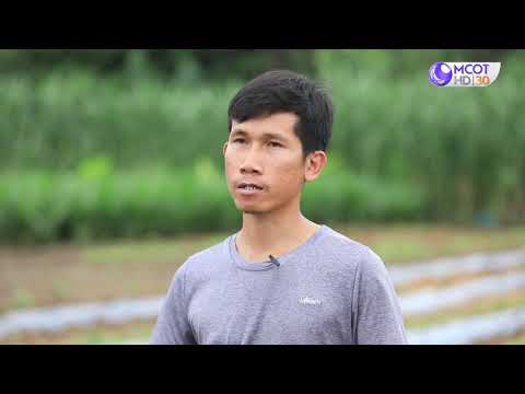 รักษ์ผืนดินถิ่นส.ป.ก. ปี๒/ตอนที่๑๔.เรื่องปลูกมันอินทรีย์ระบบน้ำหยดผลักดันสู่มาตรฐานเพิ่มมูลค่าผลผลิต