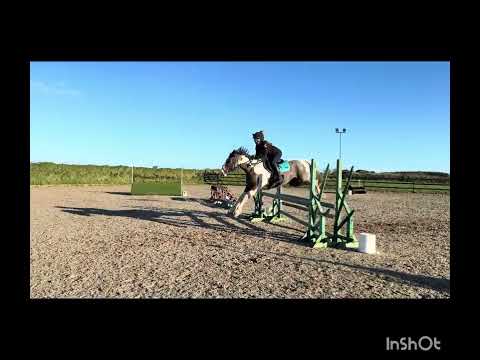 Quality All-rounder 15hh 5yo - Image 2
