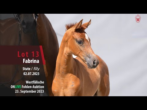 ONLIVE Fohlen-Auktion Lot 13 Fabrina Stute v. Fanegro - Desperados