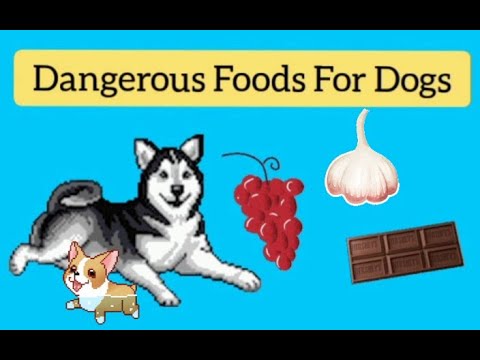 Top 10 Dangerous Foods for Dogs