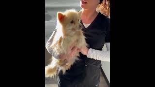 Video preview image #1 Pomeranian Puppy For Sale in Arlington, VA, USA