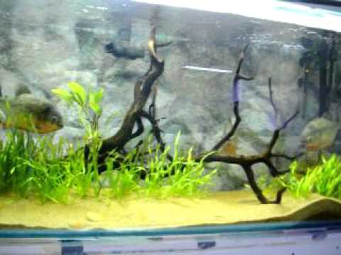Red bellied piranhas swimming in 140 gal