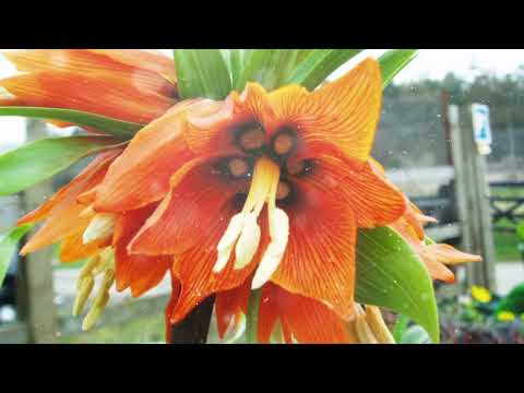 How to Grow Crown Imperial