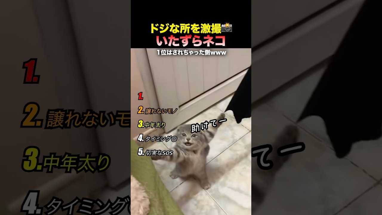 ドジなところを激撮📸イタズラネコ　#海外の反応  #面白い  #面白集 #ねこ  #日本  #衝撃の事実