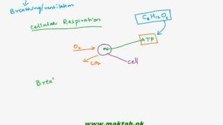 FSc Biology Book1 CH 13 LEC 1: Introduction to Gas