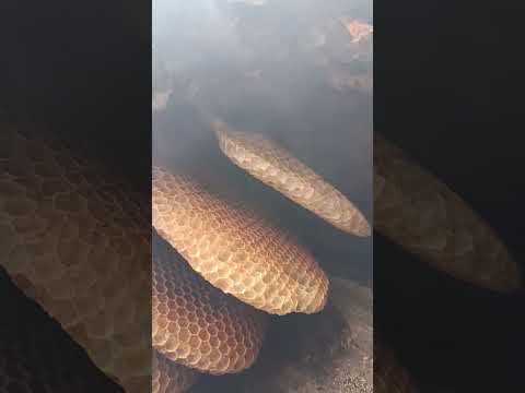 Abejas de Chaco Pampa del infierno ❤️