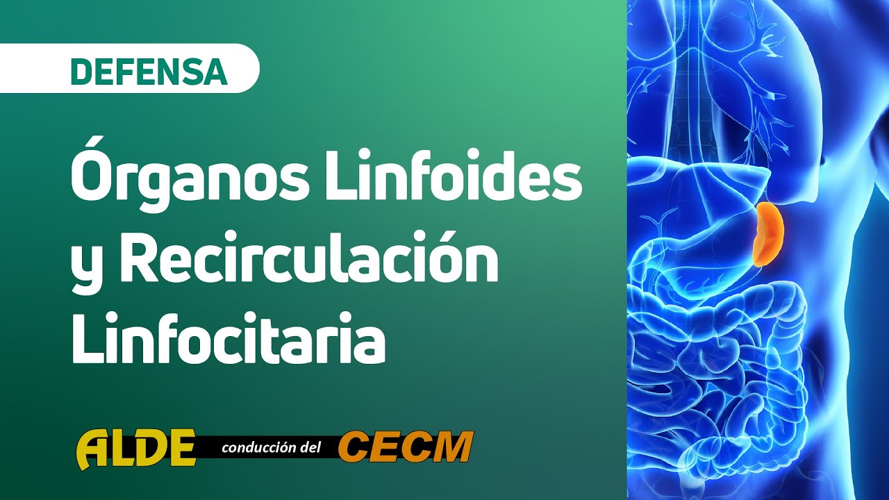 Órganos Linfoides y Recirculación Linfocitaria | Clase de repaso/DEFENSA
