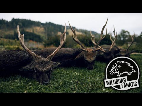 Brunft der schwarzen Teufel | Sikajagd in Tschechien #trailer #huntondemand