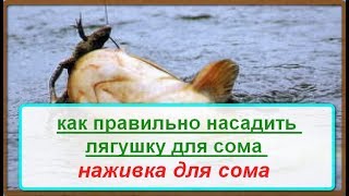 Как насаживать лягушку при ловле сомаха