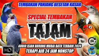 Download lagu #18 MASTERAN MURAI BATU FULL ISIAN ROLL TEMBAKAN KASAR PANJANG TERBARU! mp3 Download lagu #18 MASTERAN MURAI BATU FULL ISIAN ROLL TEMBAKAN KASAR PANJANG TERBARU! mp3