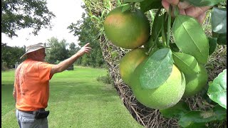 AMAZING Citrus Grove Tour with Stan McKenzie