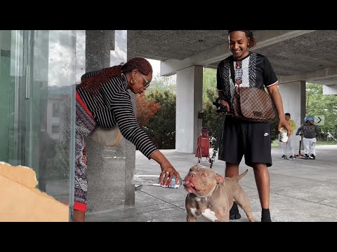 BRYSA X TRIMI - PAPA (Clip)