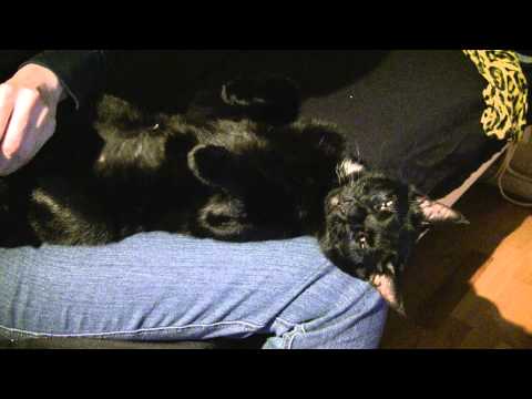 Dags att klippa klorna