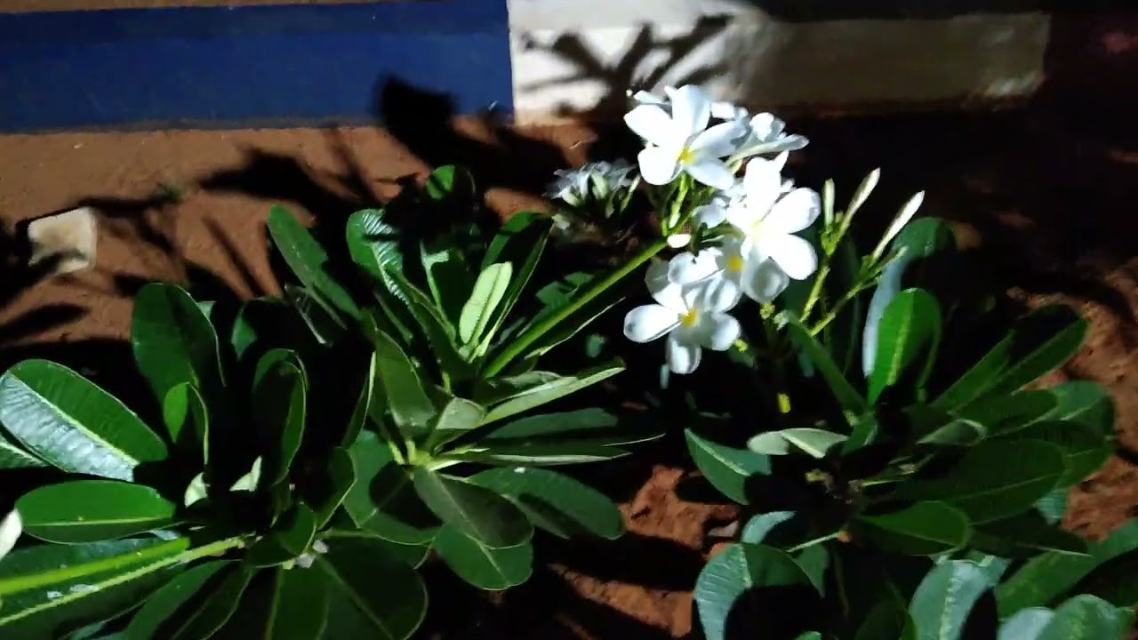 Floral Glossary / SDR 🌼 Plumeria, 🤍 White 🌼 Frangipani 🌼