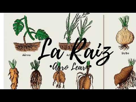 La raíz - Clasificación y tipos