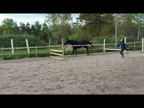 Di Ike gelding-18 Ike- Diarado- Irco mena FOR SALE