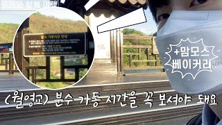 [안동7] 월영교와 안동 빵맛집 맘모스 베이커리!🥐