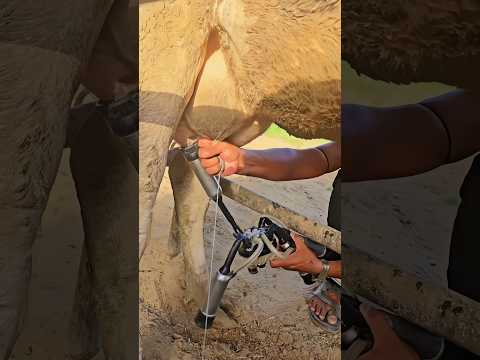 Best quality milking machines Cow 🐮 #dairyfarm #dairy #dairyindustry #milk #dairyfarmers #shorts