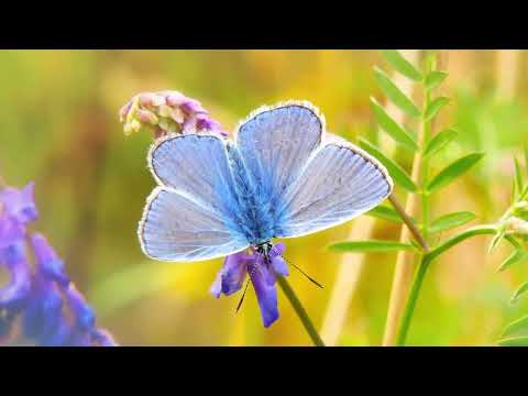 Opwekking 637 Erken nu de Heer