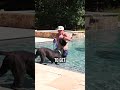 The Safe Way to Teach Your Dog to Swim!