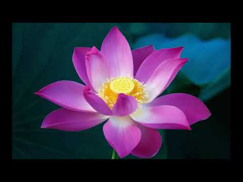 Zen: Music for Balance and Relaxation - Kokin Gumi & Daniel May