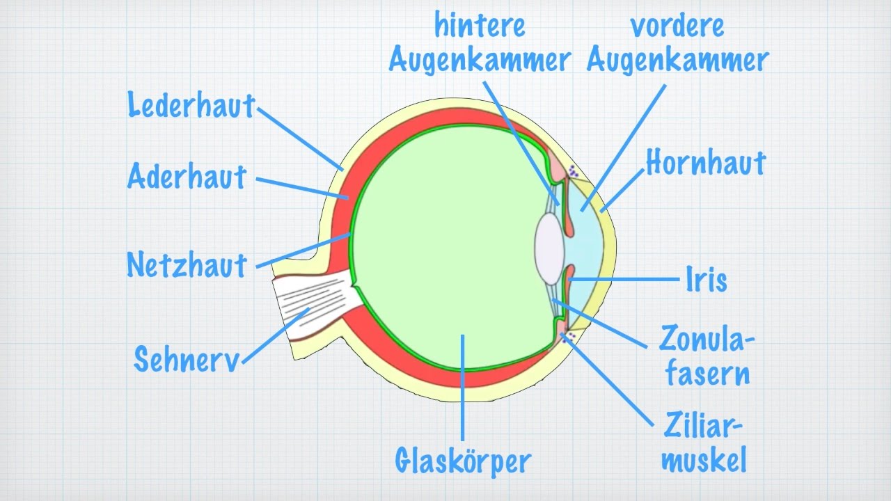 ᐅ Das Auge: Aufbau & Funktion • Kuratorium Gutes Sehen e.V.