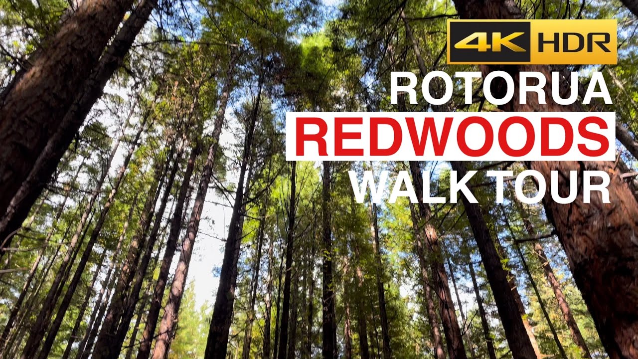 Experience a walking tour across Whakarewarewa Forest Park.