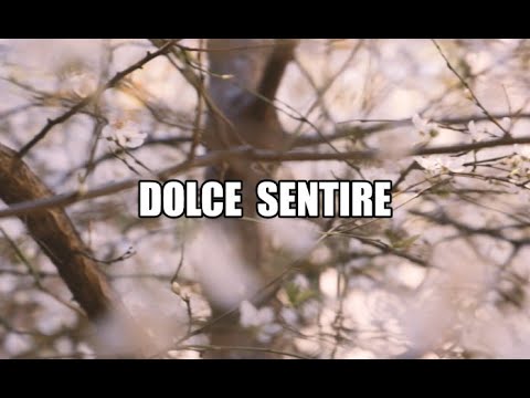 Foco B and Focolare Songs