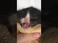 Quando Vc Bate O Dedo Midinho