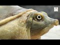 Turtle 4K Animals video | Tortoise | Kachua | देसी कछुआ