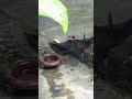 Giant bat caught on camera😱