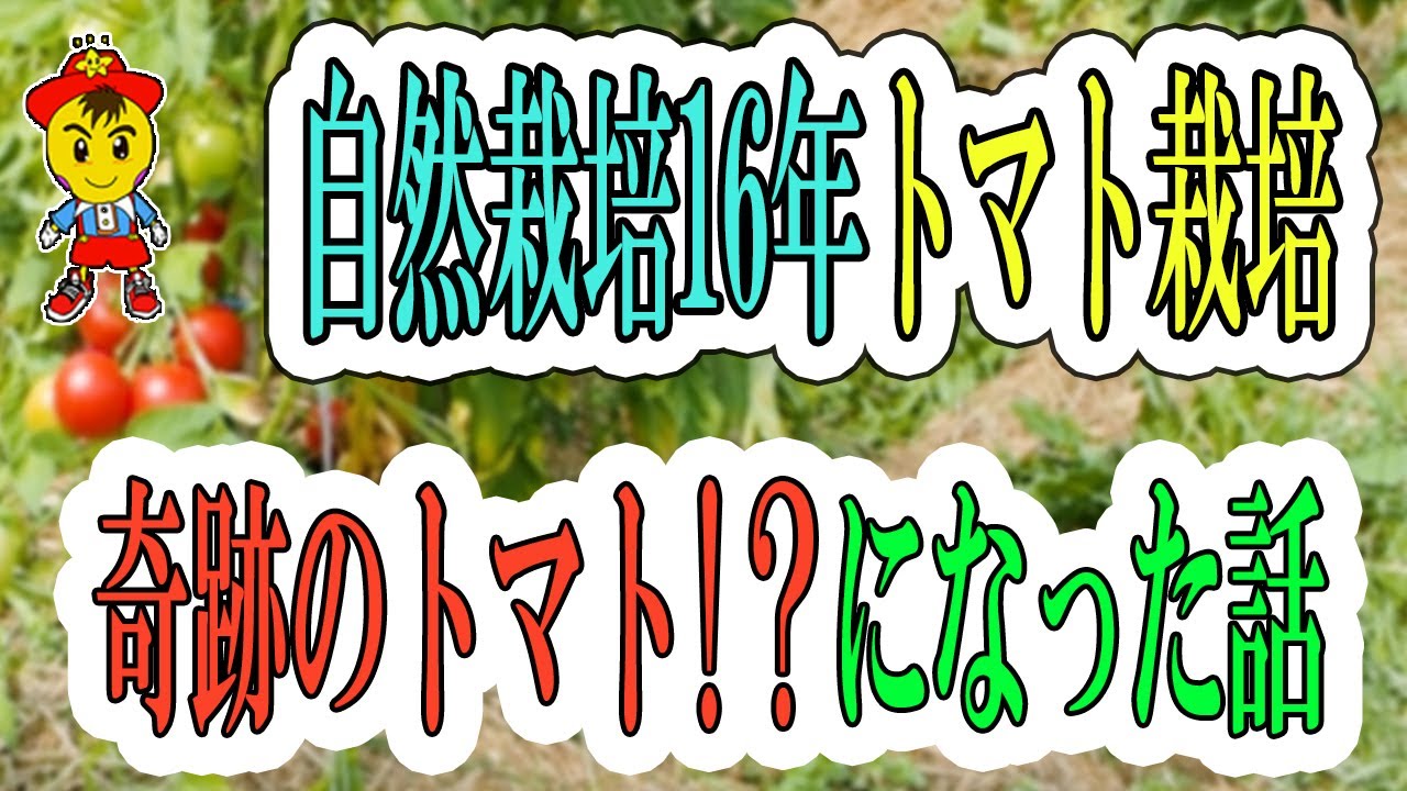 自然栽培トマト15年自家採種の変化