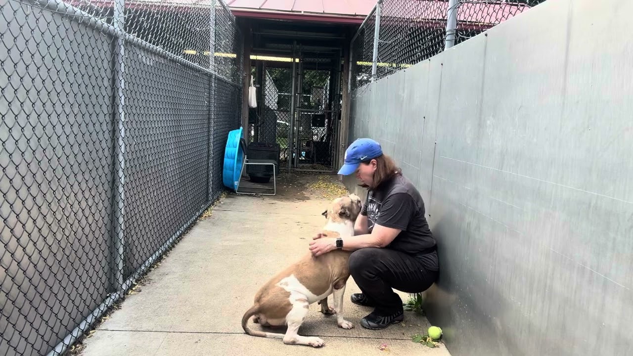 Fremont video preview