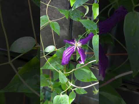 マウンテンクレマチス、アネモネクレマチス 植物