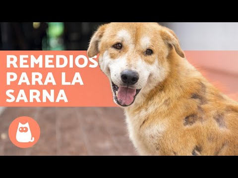 12 REMEDIOS CASEROS para la SARNA en PERROS 🐶✅