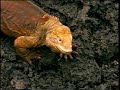 National Geographic Galapagos Islands Land Of Dragons 1998 VHS