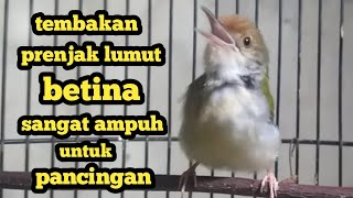 Download lagu prenjak lumut betina memanggil jantan mp3