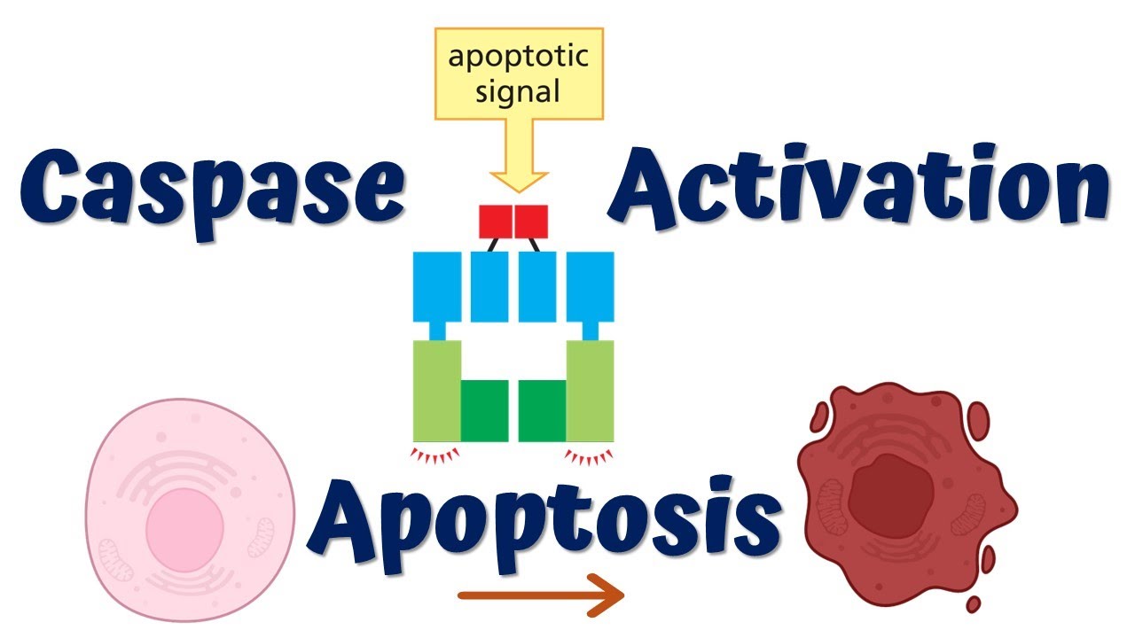 Activation of Caspases || Apoptosis I || 4K Animation