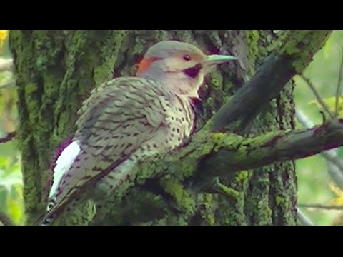 Stunning Birding and Wild Birds - Singing , Feeding, Identification & More