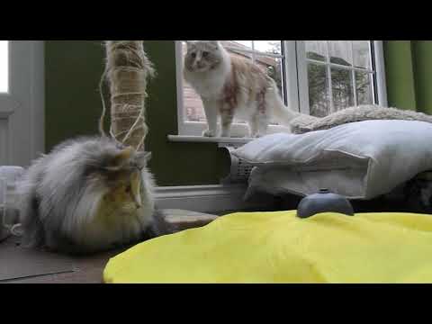 Padma and Mohan - Padma is playing with Cat Moew