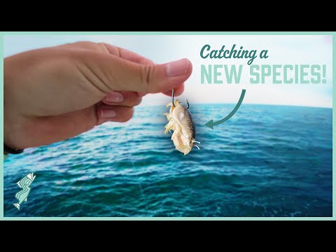 Wreck Fishing for a New Species! | Triggerfish Catch & Cook