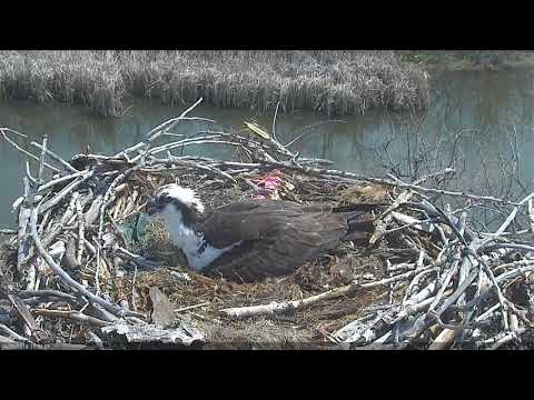 2018 04 30 Dad gives alarm call (non-Osprey) - Boulder County Osprey Cam