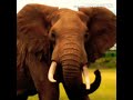 European Elephant Trumpet