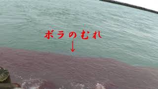 【釣り】浜名湖でショアジギング　河口はボラボラボラ
