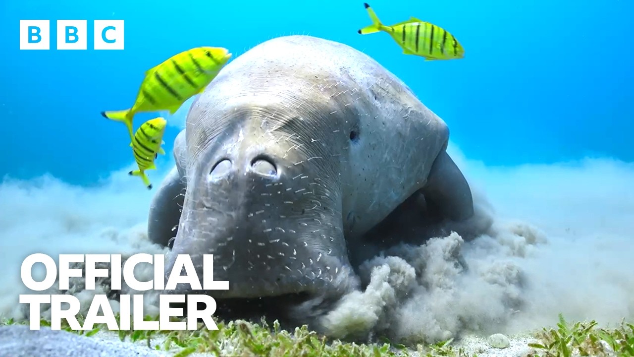 Blue Planet III Global Trailer - BBC - YouTube