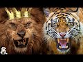 Why Is The Lion The King Of The Jungle And Not The Tiger