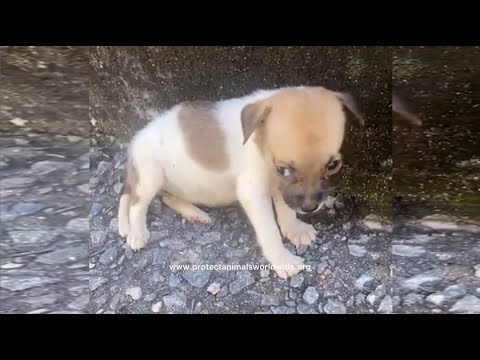 子犬は何歳になったら母犬から引き離すことができますか?