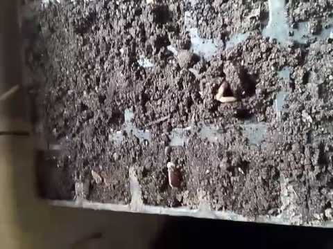 Primi puieti de gladita