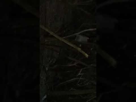 Beverly Hills Supper Club, Southgate,Kentucky, U.S. 27. May 28,1977, Fire Killed 169 People Here.