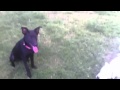 Ruby Playing Fetch Lilah Being Lazy